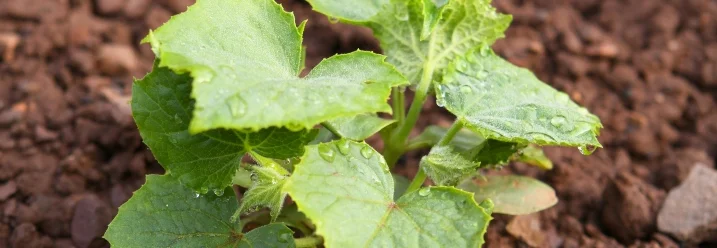 Junge Gurkenpflanze mit Wassertropfen